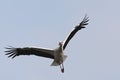 Ooievaar, White Stork, Ciconia ciconia Royalty Free Stock Photo