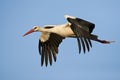 Ooievaar, White Stork, Ciconia ciconia Royalty Free Stock Photo