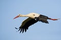 Ooievaar, White Stork, Ciconia ciconia Royalty Free Stock Photo