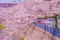 Ooka River Promenade Sakura