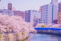 Ooka River Promenade Sakura