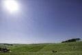 Ookibosochi, pasture in Toyotomi, Hokkaido, Royalty Free Stock Photo