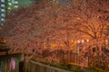 Ookigawa Night Sakura Royalty Free Stock Photo