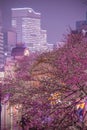 Ookigawa Night Sakura Royalty Free Stock Photo