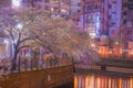 Ookigawa Promenade Night Sakura Image Royalty Free Stock Photo