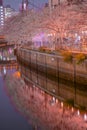 Ookigawa Promenade Night Sakura Image Royalty Free Stock Photo