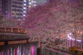 Ookigawa Promenade Night Sakura Image Royalty Free Stock Photo