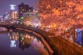 Ookigawa Promenade Night Sakura Image Royalty Free Stock Photo