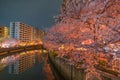 Ookigawa Promenade Night Sakura Image Royalty Free Stock Photo