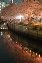 Ookigawa Promenade Night Sakura Image Royalty Free Stock Photo