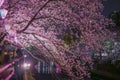 Ookigawa Promenade Night Sakura Image Royalty Free Stock Photo