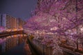 Ookigawa Promenade Night Sakura Image Royalty Free Stock Photo