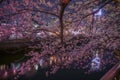 Ookigawa Promenade Night Sakura Image Royalty Free Stock Photo