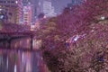 Ookigawa Promenade Night Sakura Image Royalty Free Stock Photo