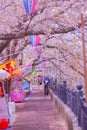 Ookigawa Promenade Spring Royalty Free Stock Photo