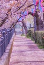 Ookigawa Promenade Spring Royalty Free Stock Photo