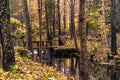 Ooking into a autumn colored forest with a small brook and a bridge somewhere in sweden Royalty Free Stock Photo