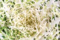 OOleracea Flowering Cabbage Brassica Peacock White. Ornamental kale