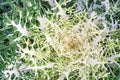 OOleracea Flowering Cabbage Brassica Peacock White. Ornamental kale