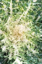 OOleracea Flowering Cabbage Brassica Peacock White. Ornamental kale