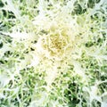 OOleracea Flowering Cabbage Brassica Peacock White. Ornamental kale