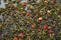 Oolong green tea with dried strawberries wooden Royalty Free Stock Photo