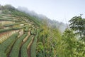 Oolong Tea plantation in Taiwan Royalty Free Stock Photo