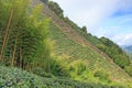 Oolong Tea plantation in Taiwan Royalty Free Stock Photo