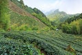 Oolong Tea plantation in Taiwan Royalty Free Stock Photo