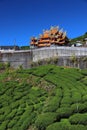 Oolong tea plantation in Taiwan Royalty Free Stock Photo