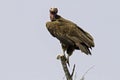 Oorgier, Lappet-faced Vulture, Torgos tracheliotos Royalty Free Stock Photo