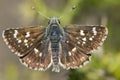 Oostelijk kalkgraslanddikkopje, Orbed Red Underwing Skipper Royalty Free Stock Photo