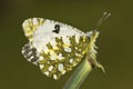 Oostelijk marmerwitje, Eastern Dappled White, Euchloe ausonia Royalty Free Stock Photo