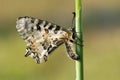 Oostelijke pijpbloemvlinder, Eastern Festoon, Zerynthia cerisy