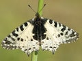 Oostelijke pijpbloemvlinder, Eastern Festoon, Zerynthia cerisy