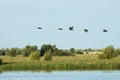 Oostvaardersplassen Flevopolder, Nederland / Netherlands Royalty Free Stock Photo