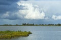 Oostvaardersplassen Flevopolder, Nederland / Netherlands