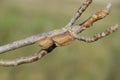 Ootheca mantis on the branches of a tree. The eggs of the insect laid in the cocoon for the winter are laid