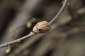 Ootheca mantis on the branches of a tree. The eggs of the insect laid in the cocoon for the winter are laid. Ooteca on a branch of