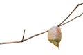 Ootheca-praying mantis egg on Royalty Free Stock Photo