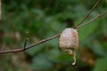 Ootheca-praying mantis egg Royalty Free Stock Photo