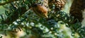 Ootheca of Praying Mantis Mantis Religiosa attached on branches of Abies koreana Silberlocke. Close-up of Mantis eggs in the coc