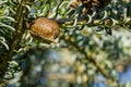 Ootheca of Praying Mantis Mantis Religiosa attached on branches of Abies koreana Silberlocke. Close-up of Mantis eggs in cocoon