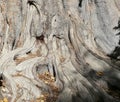 Oots of a large old tree, close-up Royalty Free Stock Photo