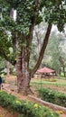 Ooty, Coonoor, Wayanad, Mudumalai National Park, Tiger reserve, Pykara waterfall, SIMs Park, Botanical Garden, Glen Tea Estate Royalty Free Stock Photo