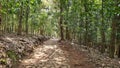 Ooty, Coonoor, Wayanad, Mudumalai National Park, Tiger reserve, Pykara waterfall, SIMs Park, Botanical Garden, Glen Tea Estate Royalty Free Stock Photo