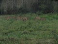 Landscape with Indian deer spotted en route to Ooty