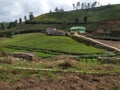 Agriculture field in Ooty,Tamilnadu,India