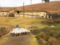 Tamil man guide a herd of sheeps on the countryside of Ooty