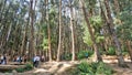 Tourists enjoying the amazing pine forest of Ooty, Tamilnadu, India. Favourite honeymoon destination in South India